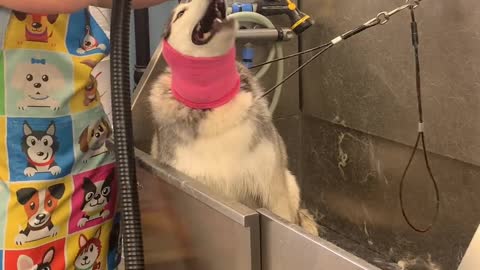 Funny dog shower