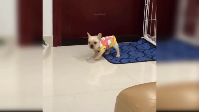 DOING FUNNY THINGS BY DOGS#SHORTS#