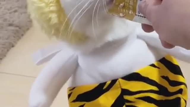 Cat and bee(So Cute Cat 💕)