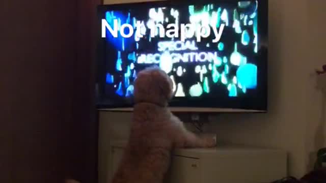 Fluffy tan dog stands on hind legs in front of tv