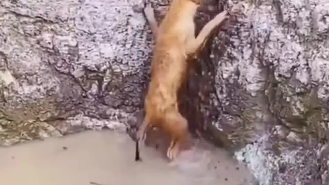 Dog helps another dog