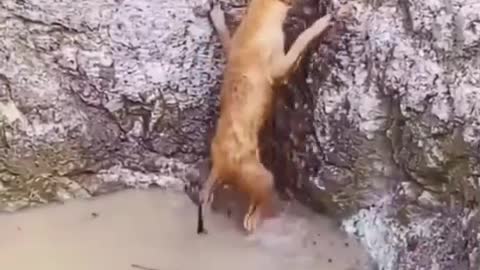 Dog helps another dog