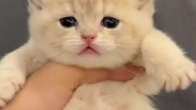 Baby Cats - Cute and Funny Cat Videos Compilation #10 | Aww Animals