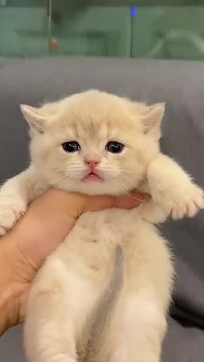 Baby Cats - Cute and Funny Cat Videos Compilation #10 | Aww Animals