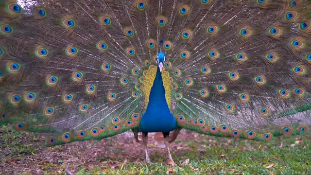 Dancing Beautiful Peacock in a Forest