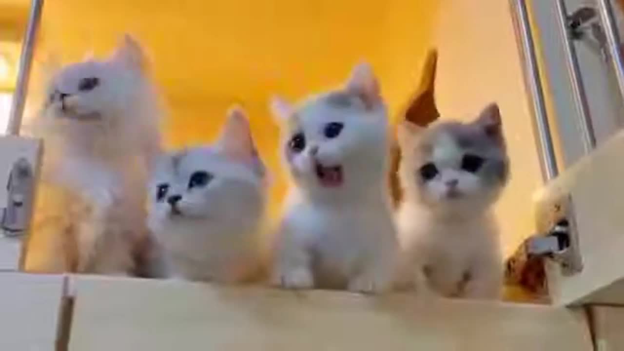 cute and funny cats for fun