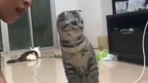 Cute Funny Cats