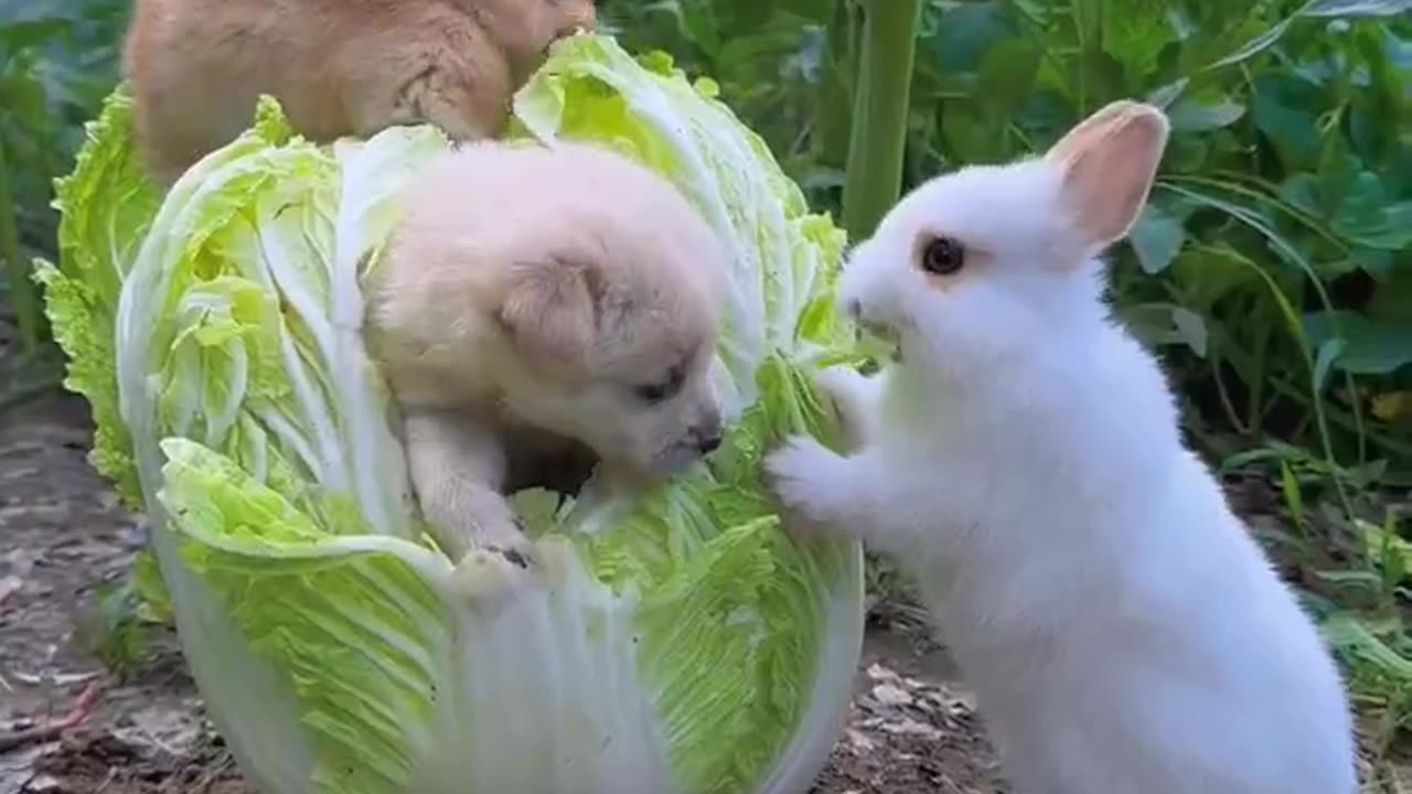 Bunny Playing with Puppy