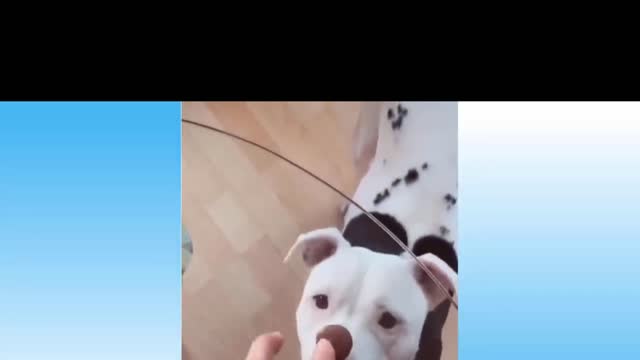 Funny dog video. 🐕