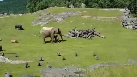 Baby elephant tries to catch birds