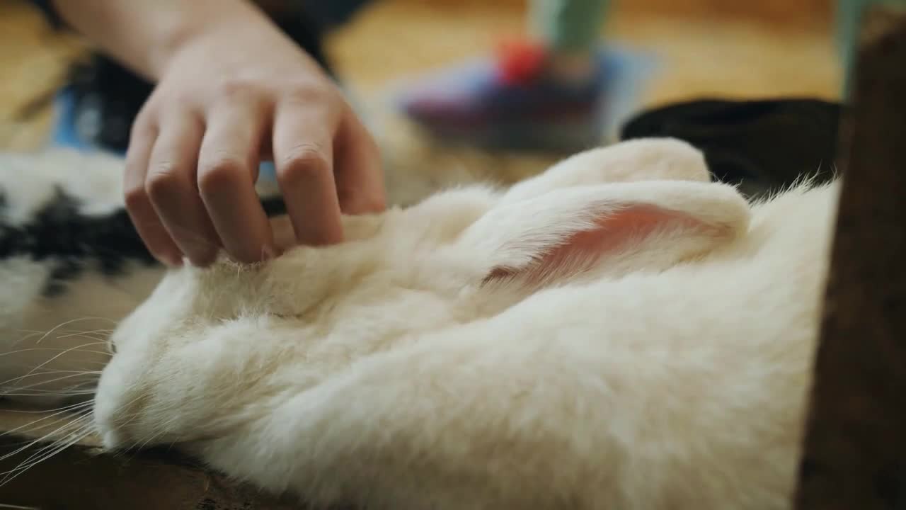 The girl in the petting zoo stroking the head of a sleeping white rabbit