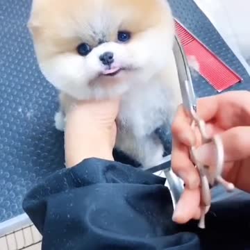 Cute & Funny Animals Videos 🐕‍🦺 Pets, Dogs & 🐱 Cats Compilation 2022 #shorts