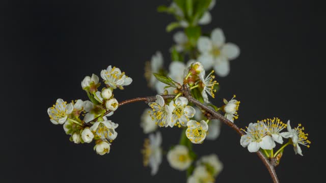 the beginning and fruit of a flower