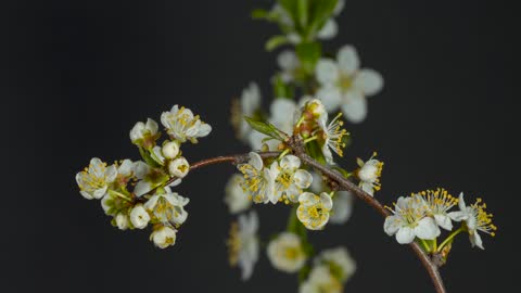 the beginning and fruit of a flower