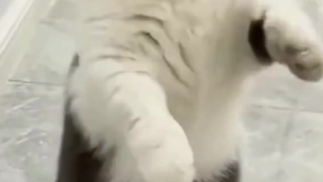 funny animal video cat vs dog the fight of the century