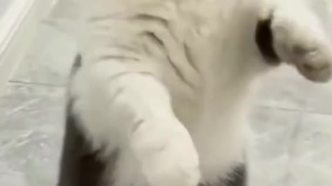 funny animal video cat vs dog the fight of the century