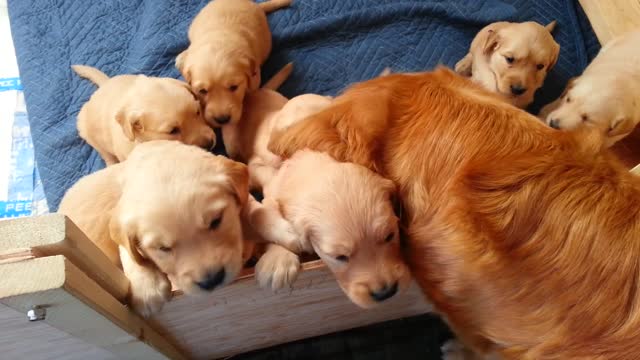 Beau/Carly Golden puppies In the whelping box