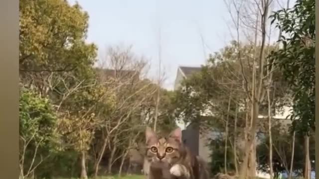 Cute and Funny Animals _ Funny videos of dogs and cats