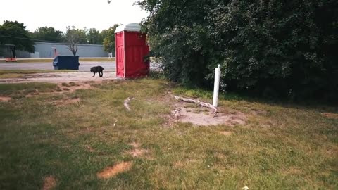 HOW I SAFELY TRAIN MY DOGS COMPLETELY OFF LEASH
