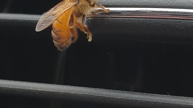 Helping a Drenched Bee Dry Off