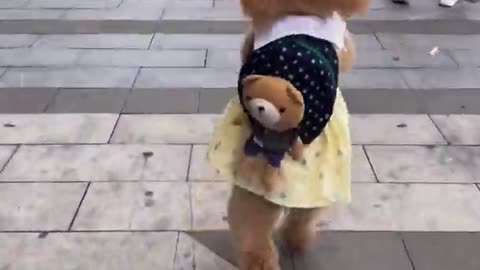 Cute dog