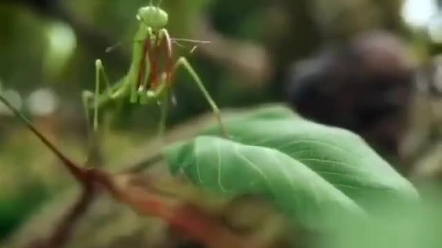The food chain in Nature is visual