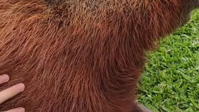 Cute Animal love's being caressed 😍