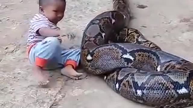 cute baby playing with anaconda