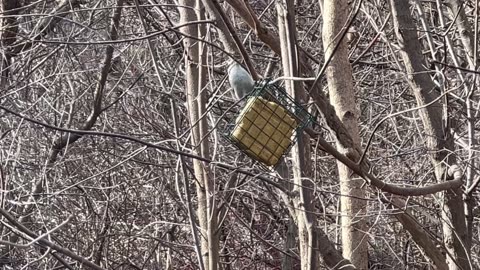 Nuthatch and woodpeckers at the suet