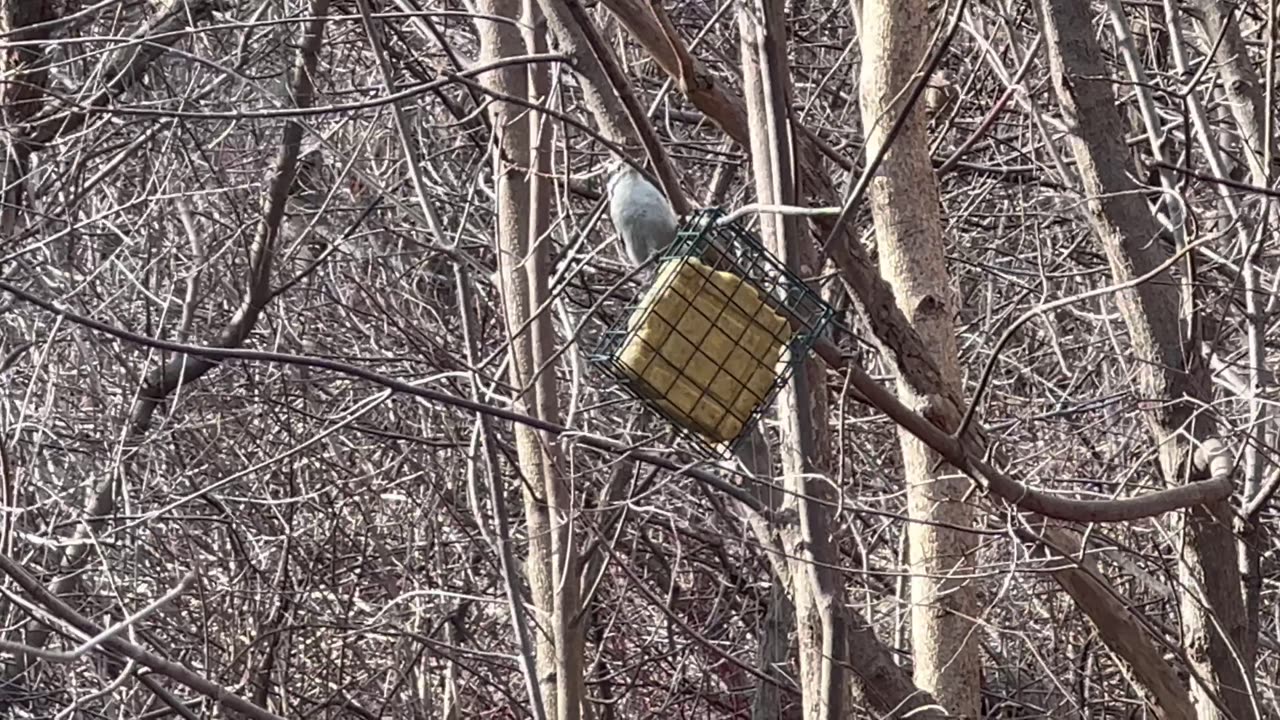 Nuthatch and woodpeckers at the suet