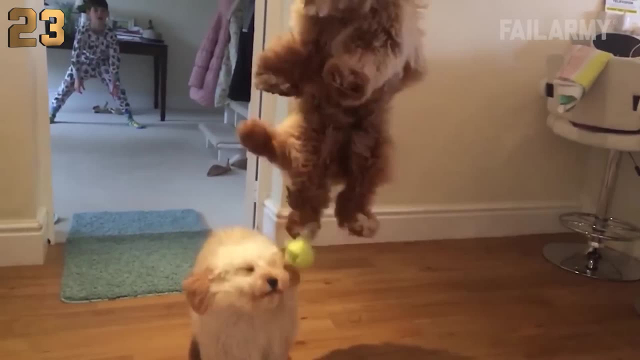 The Top 29 Dog Fails