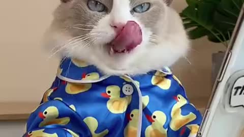 Funny cat making coffee ☕😂