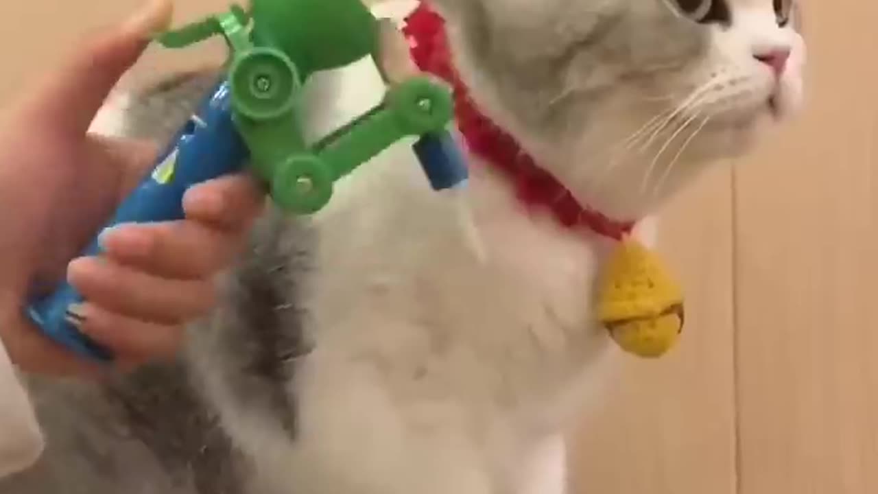 Cats Vedio