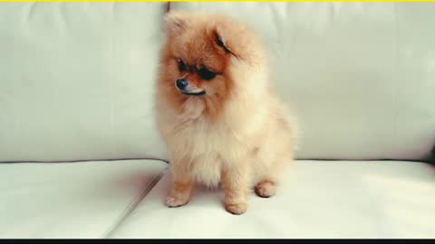 A cute naughty dog sitting on sofa