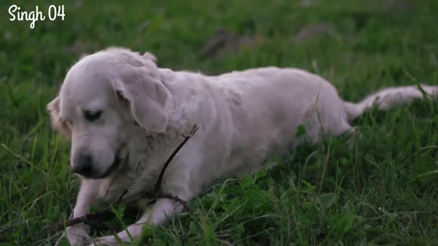 Cute dogs playing in the ground 🐶🐶🐶🐶🐶🐶