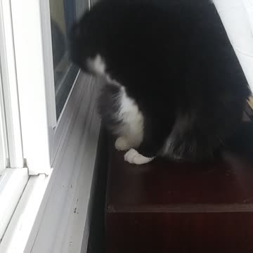 Tail, stop following me!