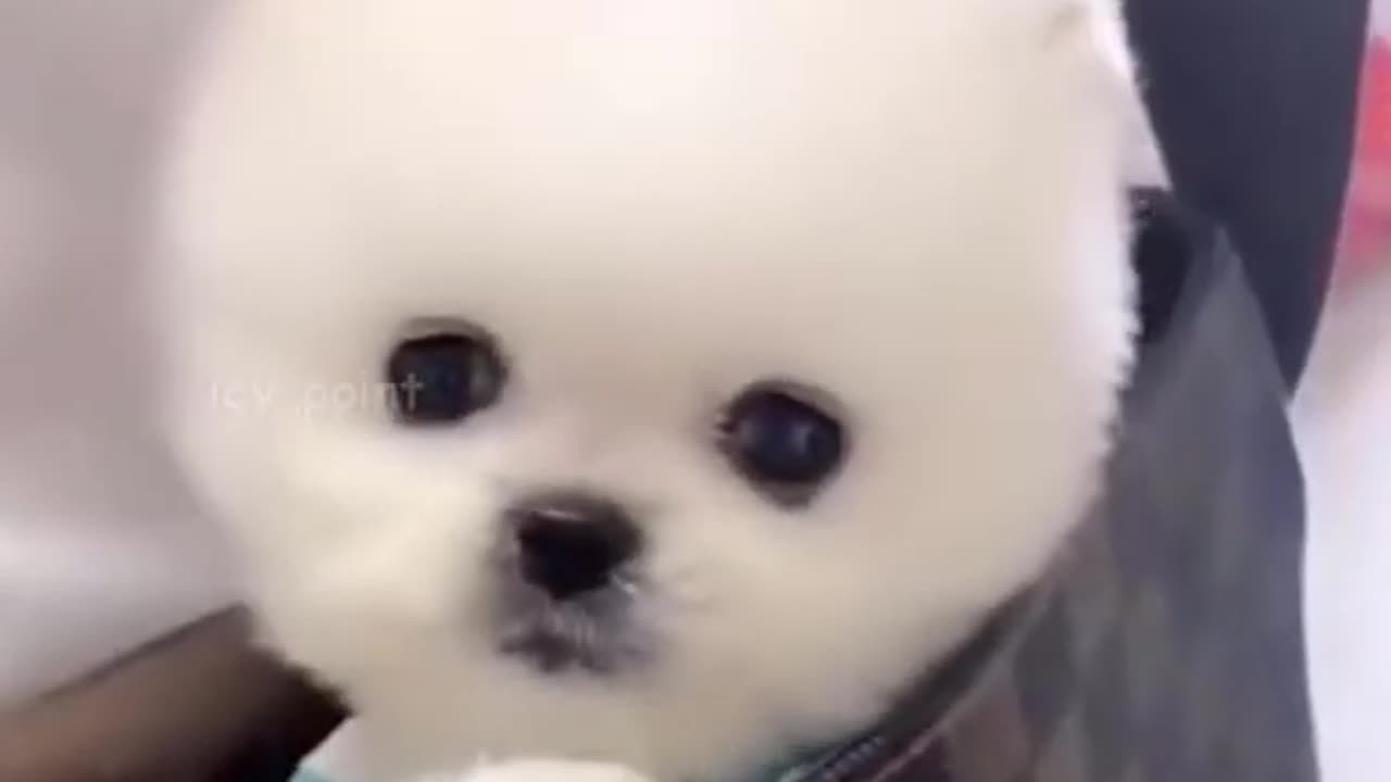 Cute Puppy