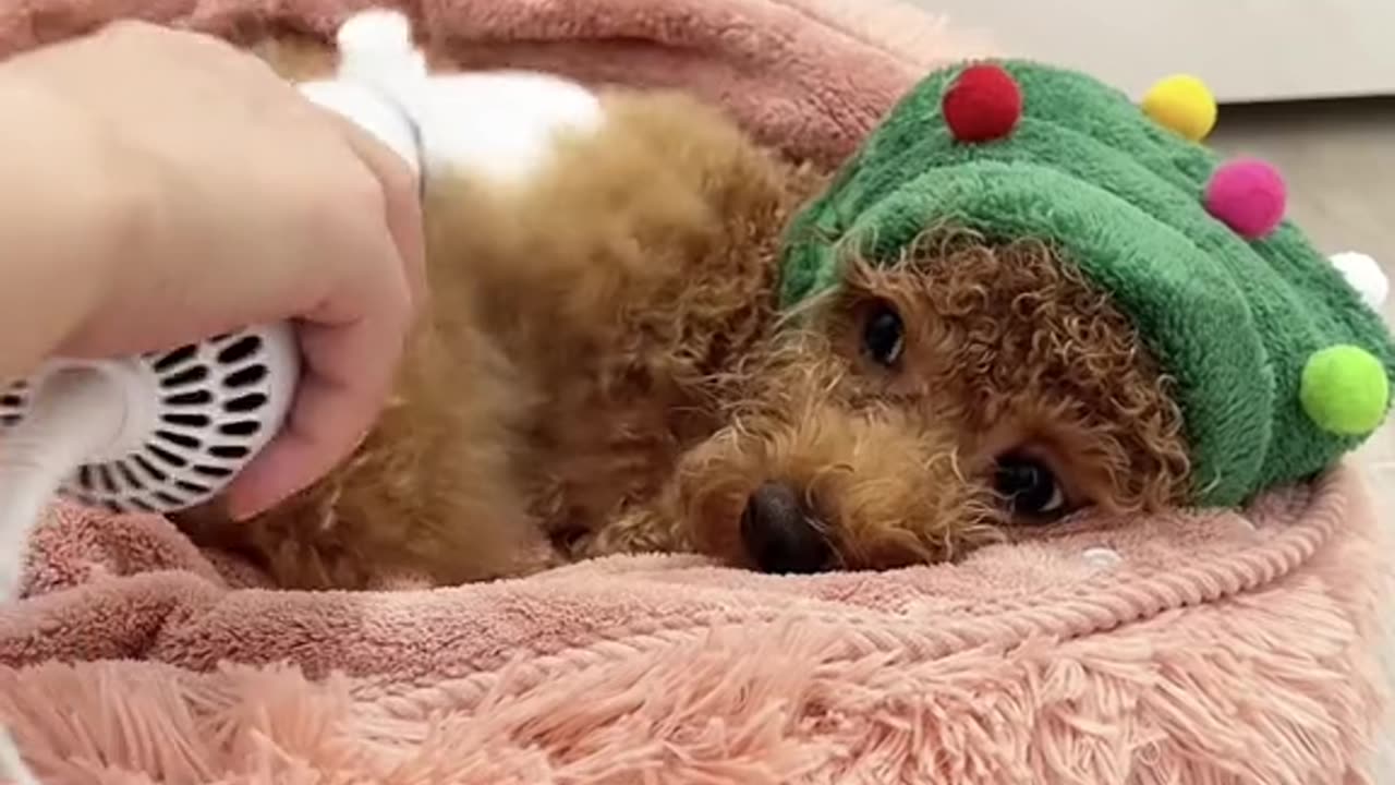 Dog that loves baths"