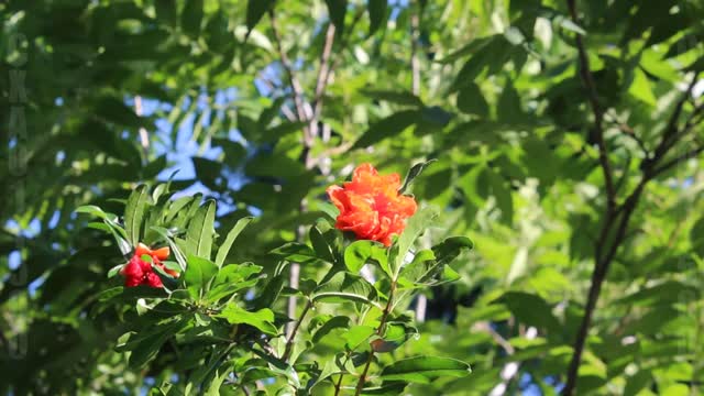 Nature Videos Last Flower of Spring (5-12)