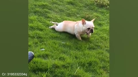 Funny DOGS videos 2024 🤣🐶 New Funniest Animal Videos 2