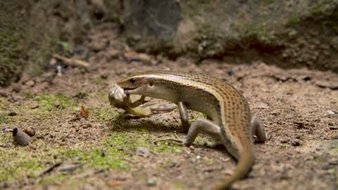 Lizard eating frog