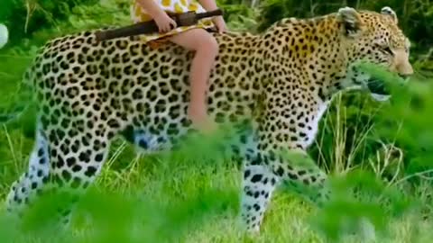 Panther vs baby