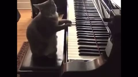 Funny Animals Compilation Part2