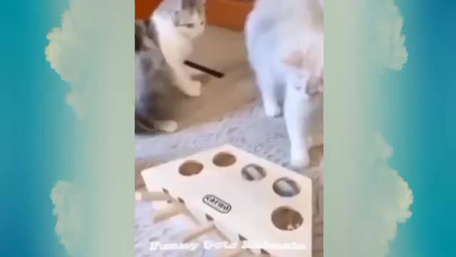 watch till the end #Funnypetsanimals