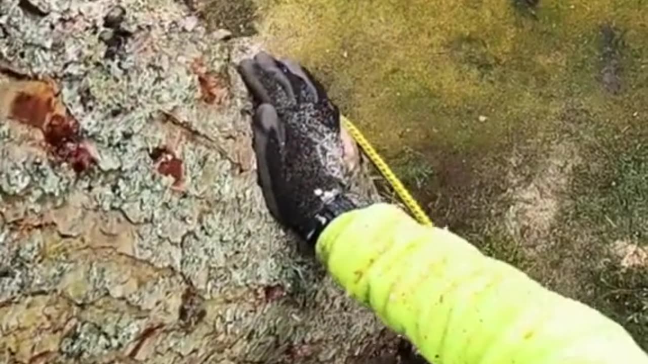 Giant tree cutting done right—watch as this pro crafts perfect timber logs! 🌲🪓 #TimberCraft