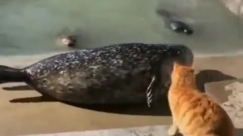 Naughty cat 1