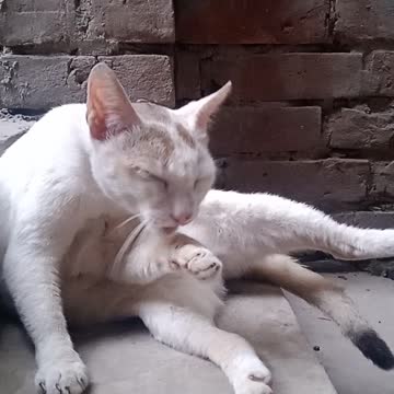 smooth cat life 🐈 with happy day