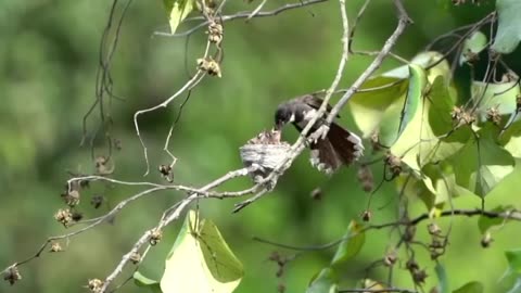 Wildlife