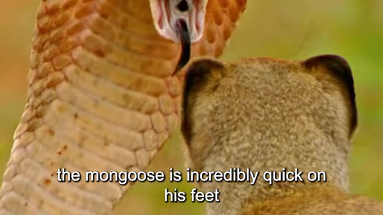 snake vs mogoose