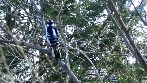 Downy Woodpecker